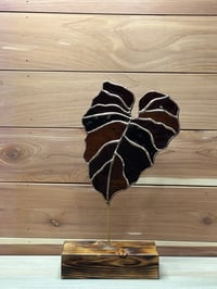 Image 1 of Velvet Leaf Light