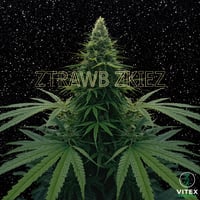 Ztrawb Zkiez Auto F1