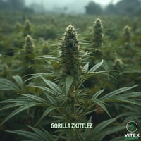 Gorilla Zkittlez Auto S1