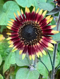 Image 3 of Sunflower - 12” X 12” Canvas Print