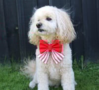 Image 2 of Dog Bow - Candy Cane