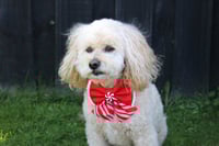 Image 2 of Dog Bow - Christmas Candy