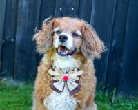 Image 6 of Dog Bow - Oh Deer