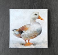 Image 5 of White Duck