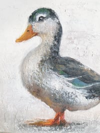 Image 2 of Mallard Duck