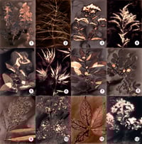 Lye Valley Phytograms