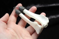 Image 5 of Dead good Fox bone earrings longer length