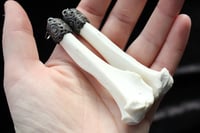 Image 6 of Dead good Fox bone earrings longer length