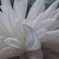 Image 5 of Hair piece Imaginary Plants