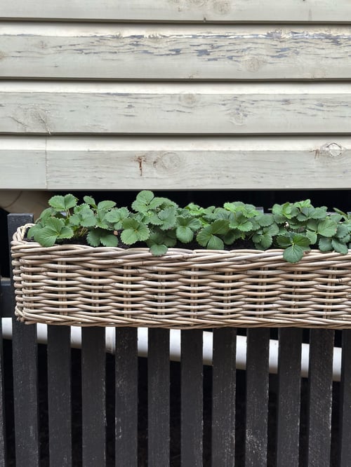 Image of Harolds Exclusive, Long Hanging Rattan Planter 