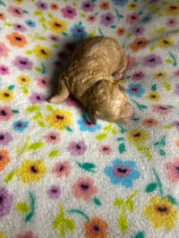 Image 3 of Christmas Maltipoo 