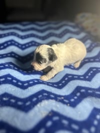 Image 1 of Maltipoo pups 