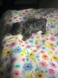 Image 2 of Maltipoo pups 