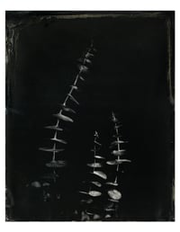 Image 1 of Eucalyptus cinerea (Silver Dollar Eucalyptus)