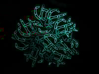 Image 2 of GLOW SF Hand Sticker