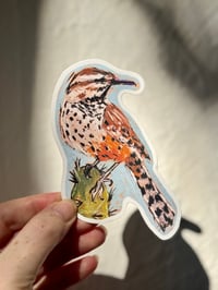 Desert Wren Sticker