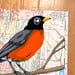 Image of American Robin / unframed original painting