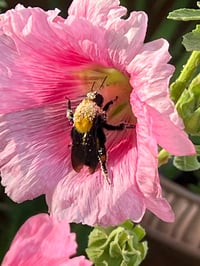 Image 7 of Hollyhock and Bee - Round Painted Slate (202501SL)