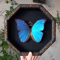 Large Blue Morpho