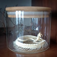 Image 3 of Viper Skeleton in a glass jar
