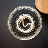 Image 2 of Viper Skeleton in a glass jar