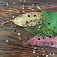 Image 18 of WILD LAB