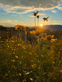 Image 3 of Wildflower Mountain Sunrise - 12” X 12” Canvas Print