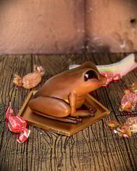 Image 3 of Rana de chocolate
