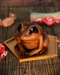 Image 1 of Rana de chocolate