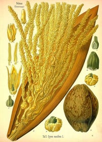 Image 5 of NEW! Toasted Pistachio & Caramel