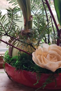 Image 1 of Amaryllis & Paperwhites Dish Gardens Pre-Order