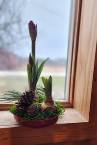 Image 2 of Amaryllis & Paperwhites Dish Gardens Pre-Order