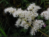 Image of  ⚠️  NEW TINCTURE ~ MEADOWSWEET 