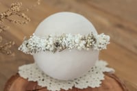 Newborn/Sitter Halo 2