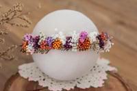 Newborn/Sitter Halo 5