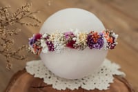 Newborn/Sitter Halo 7