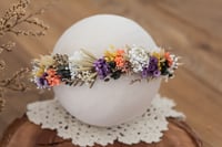 Newborn/Sitter Halo 10