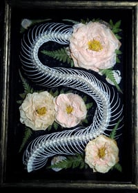 Image 3 of Snake Spine and Pink Rose Wall Frame