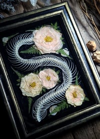 Image 1 of Snake Spine and Pink Rose Wall Frame