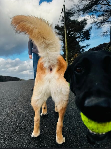 Image of PASSED OUT/SPIRULINE- Saturday 9th May