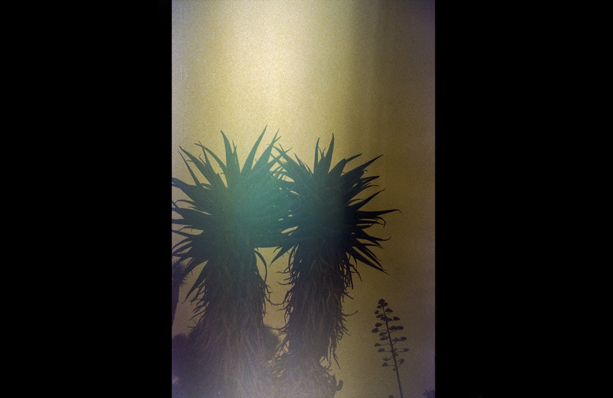 Image of GOLDEN ALOES