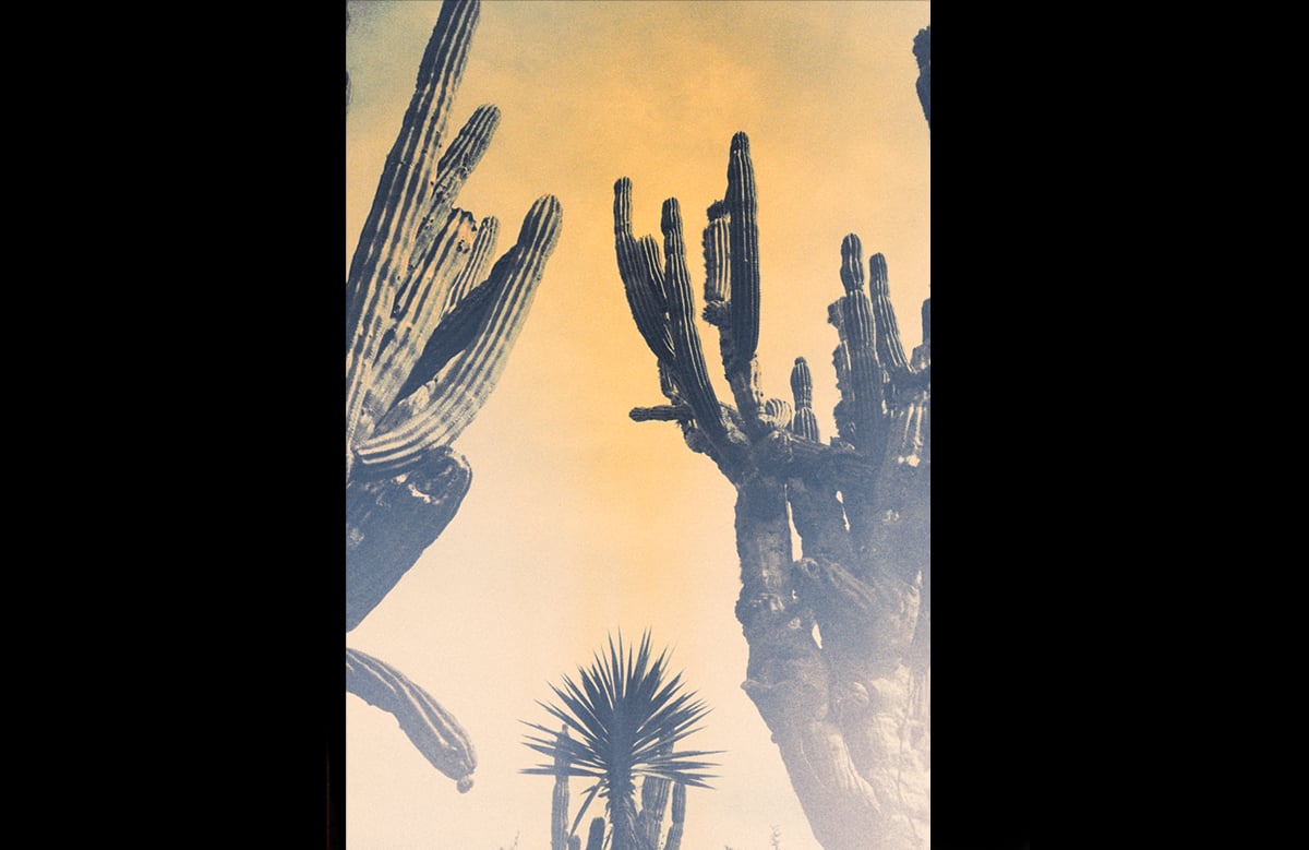Image of CACTUS