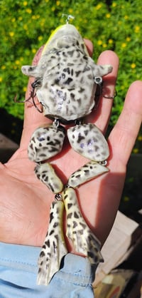 Image 2 of Forward swimming frog