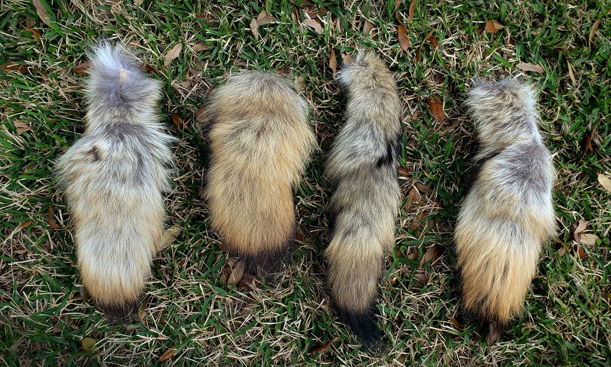 Image of Scrap Coyote Tails