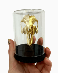 Image 3 of Rabbit Skull dome