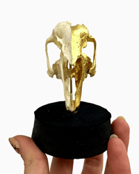 Image 2 of Rabbit Skull dome