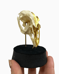 Image 1 of Rabbit Skull dome