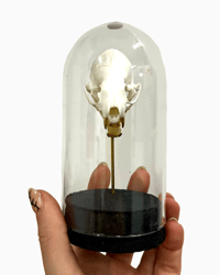 Image 4 of Mink Skull