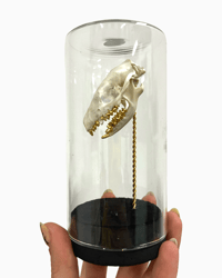 Image 1 of Hedgehog Skull