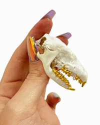 Image 2 of Hedgehog Skull